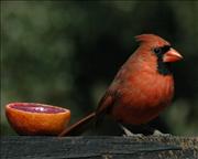 Cardinal-Red