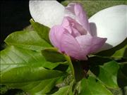 Tulip-Magnolia-Two