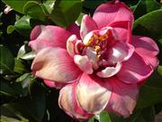 Varigated-Camellia-Japonica